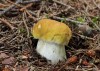 hřib smrkový citronový (Houby), Boletus edulis f. citrinus (Fungi)